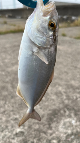 ショゴの釣果