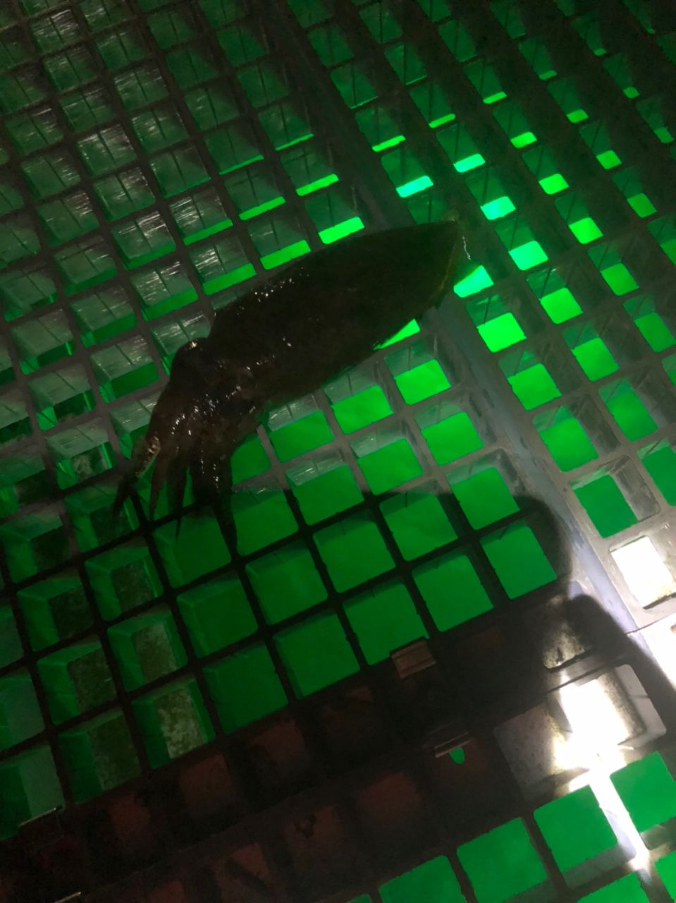 コウイカ