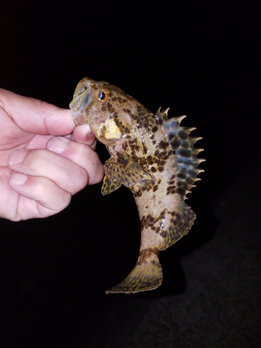 タケノコメバルの釣果