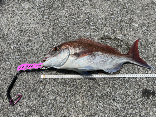 マダイの釣果