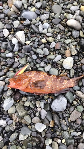 オオモンハタの釣果