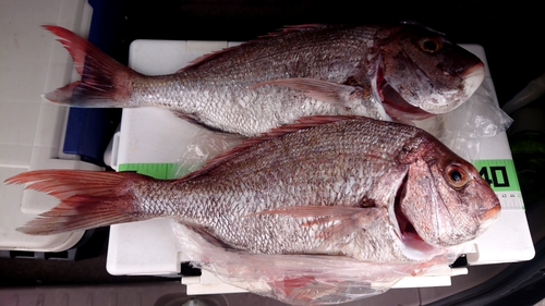 マダイの釣果