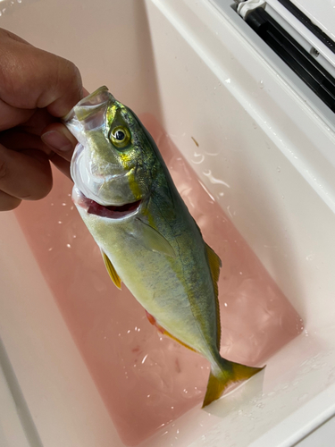 ツバスの釣果