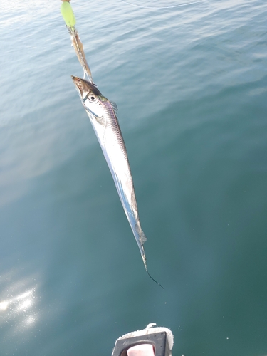 タチウオの釣果