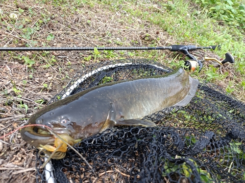 マナマズの釣果