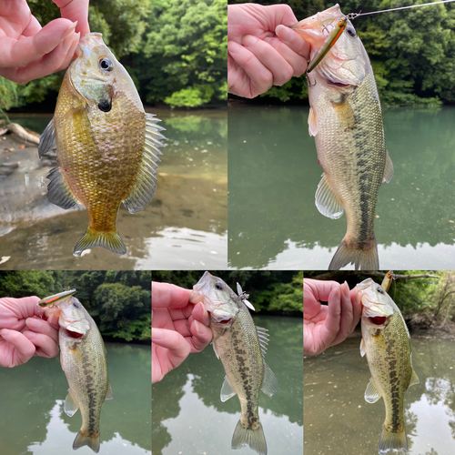 ブラックバスの釣果