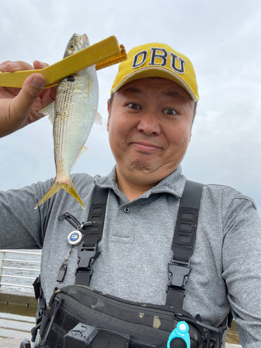 コノシロの釣果