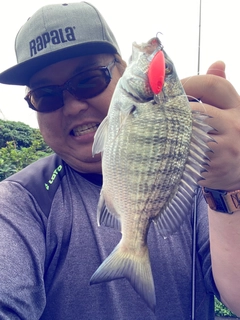 ミナミクロダイの釣果