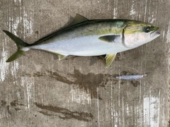 メジロの釣果