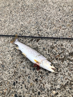 アメマスの釣果