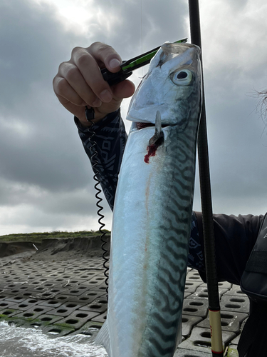 サバの釣果