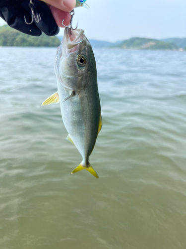 ワカシの釣果