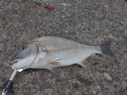 ヘダイの釣果