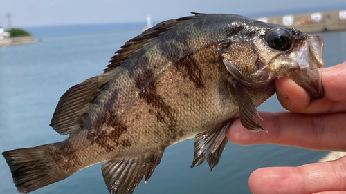 チャメバルの釣果