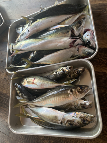 アジの釣果