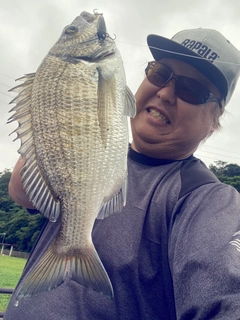 ミナミクロダイの釣果