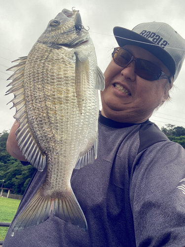 ミナミクロダイの釣果