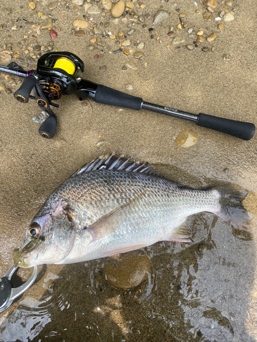 キビレの釣果