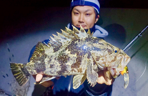 ベッコウゾイの釣果