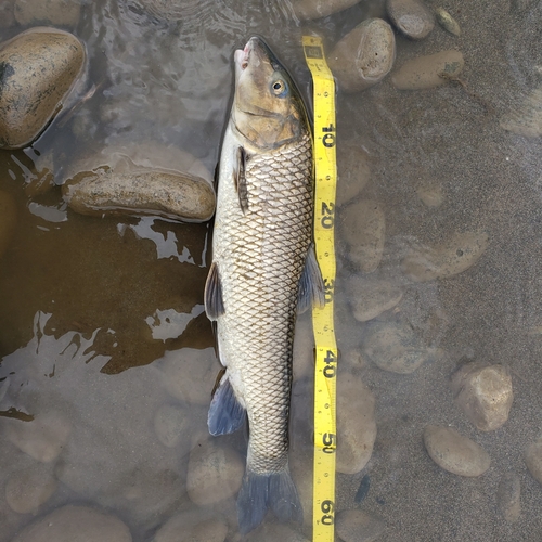 ニゴイの釣果