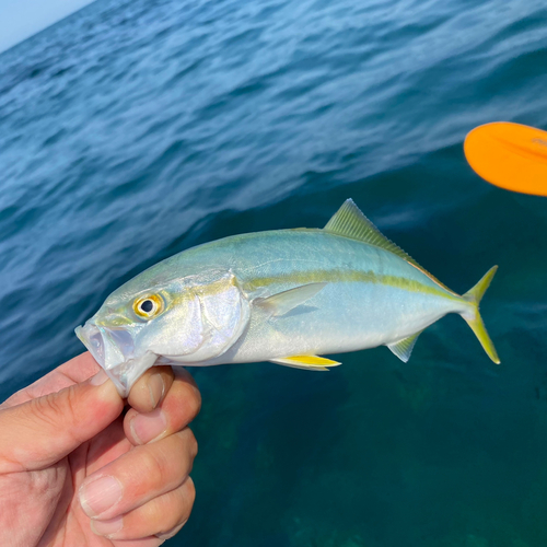 ヤズの釣果