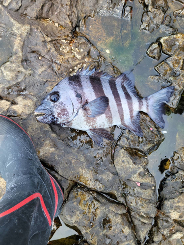 イシダイの釣果