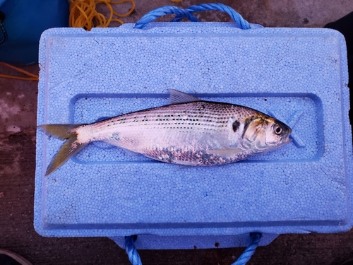 コノシロの釣果