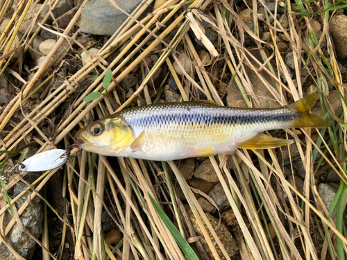 カワムツの釣果