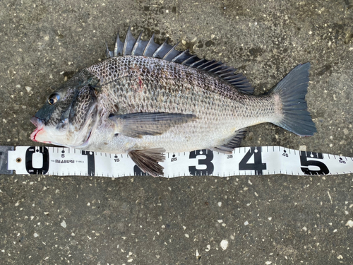 チヌの釣果