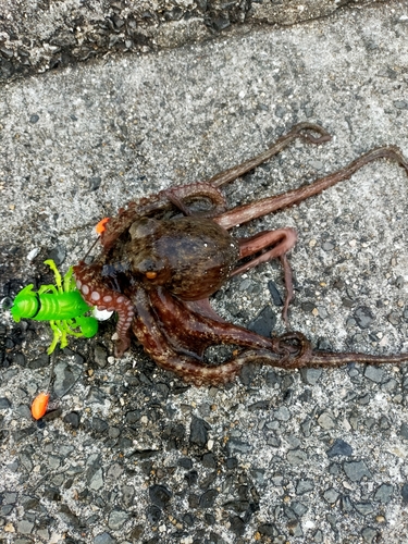 タコの釣果