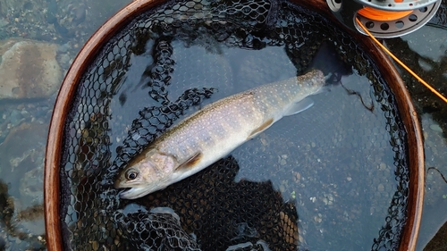 イワナの釣果