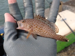 オオモンハタの釣果