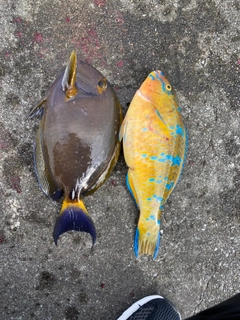 アーガイの釣果