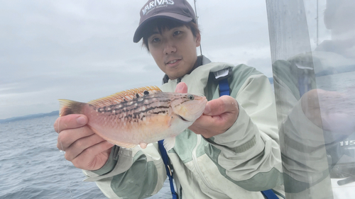 ホシササノハベラの釣果