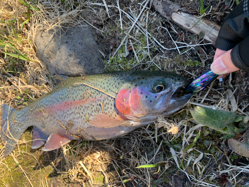 ニジマスの釣果