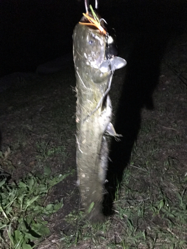 マナマズの釣果