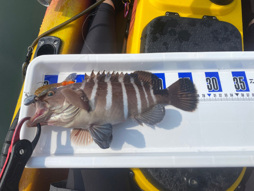 マハタの釣果