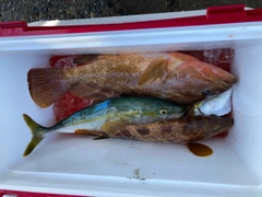 アコウの釣果