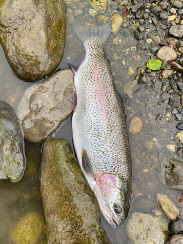 ニジマスの釣果