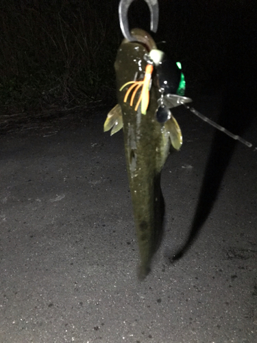 マナマズの釣果