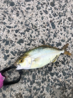 ショゴの釣果