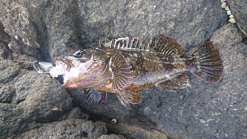 ムラソイの釣果