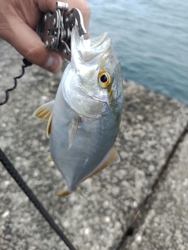 カンパチの釣果