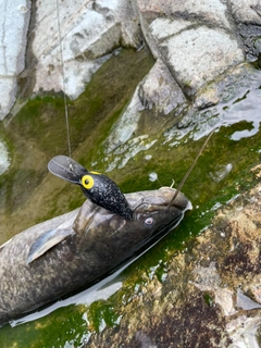 ナマズの釣果