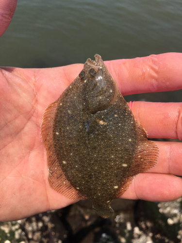 カレイの釣果