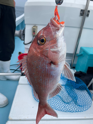 マダイの釣果