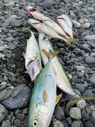 ワカシの釣果