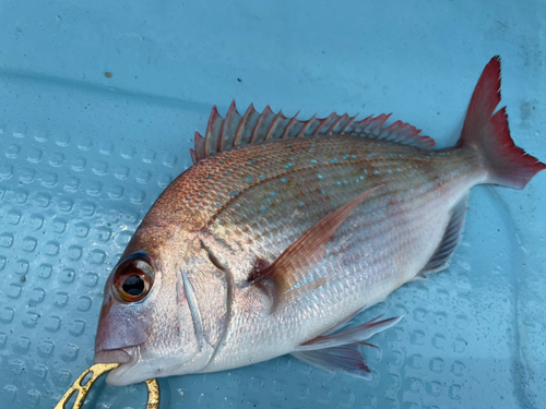 マダイの釣果