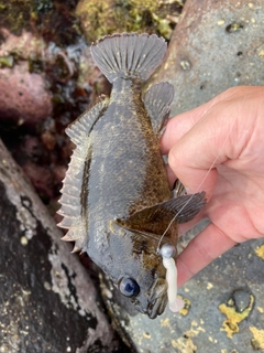 ムラソイの釣果