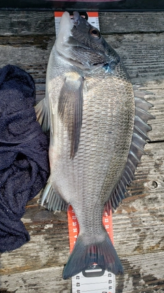 チヌの釣果